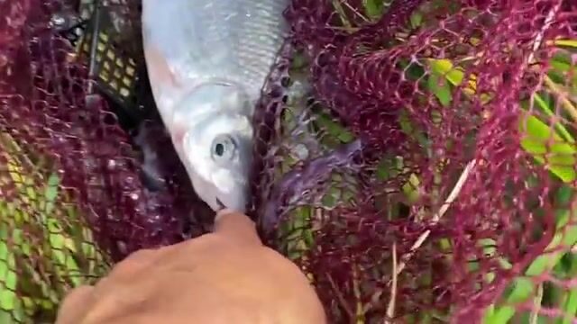 Ловля рыбца и подлещика втроем на островах морского канала Калининграда