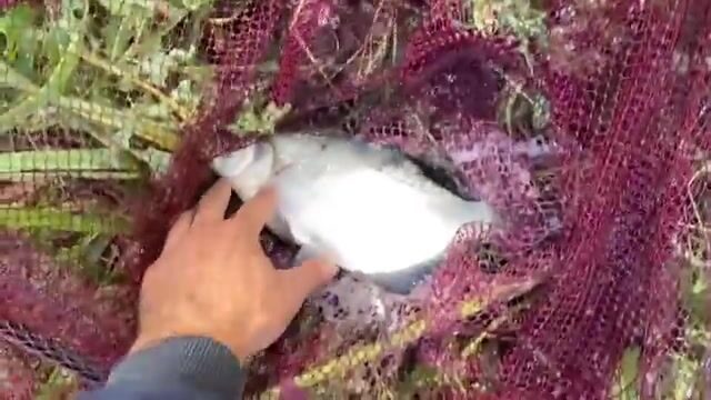 Ловля рыбца и подлещика втроем на островах морского канала Калининграда