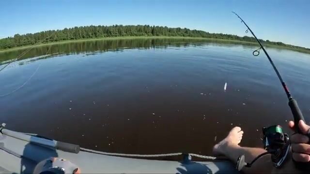 Язь вместо щуки клевал с лодки на реке Онеге