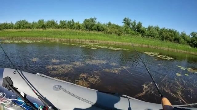 Язь вместо щуки клевал с лодки на реке Онеге