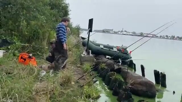 Ловля окуня на креветку в Калининградском канале
