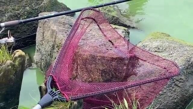 Ловля окуня на креветку в Калининградском канале