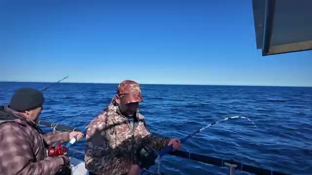 Туманное утро в Ура-Губе и вываживание трески Антоном