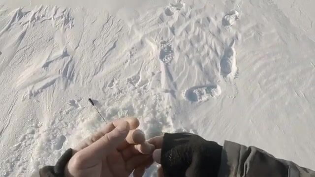 Ловля сига на голую блесну без подсадки в Карелии
