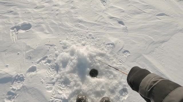 Ловля сига на голую блесну без подсадки в Карелии