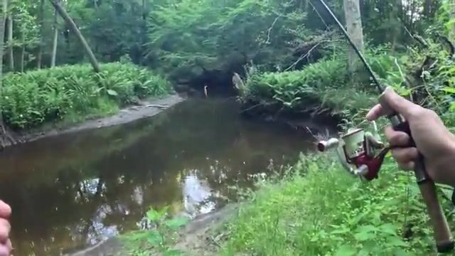 Ручьевая форель в калининградских джунглях