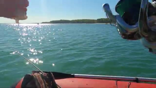 Первый сарган на креветку в Балтийском море Калининградской области