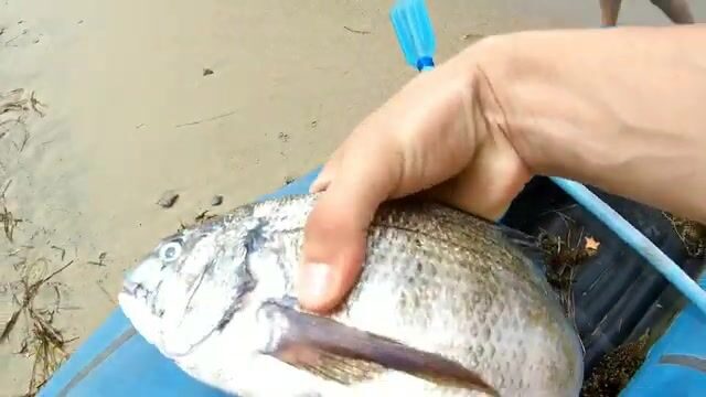 Морская рыба и купание на отдыхе в Андреевке