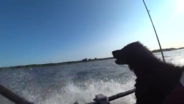 Отпустил судака и сменил поврежденную приманку в Калининградской области