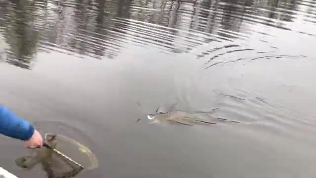 Первая январская щука Лешки в Калининградской области