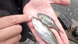 Первая ручьевая форель в первые минуты 48-часового челленджа в Германии