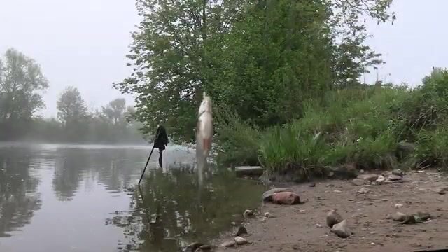 Утренняя ловля густеры на Полесском канале