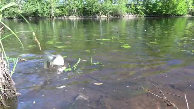 Утренняя ловля густеры на Полесском канале