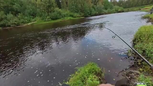 Щука ребенка на притоке в архангельской тайге