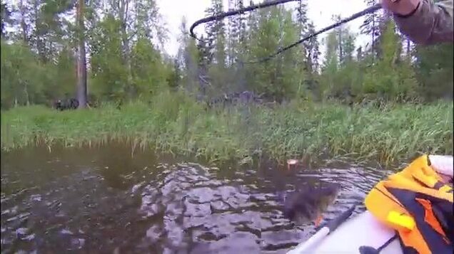 Щука на шесть килограммов на границе Карелии