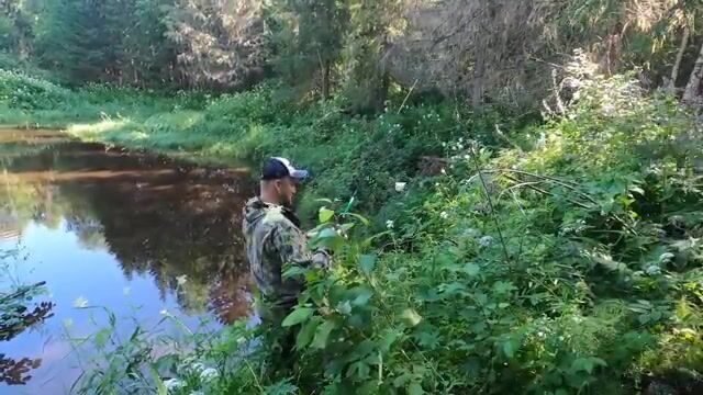 Лесная речка в Лойге на дрезине по узкоколейке