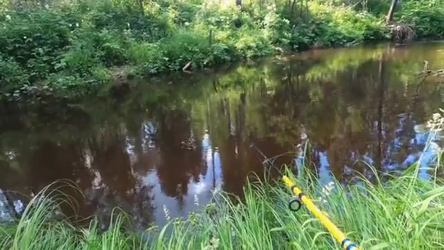 Лесная речка в Лойге на дрезине по узкоколейке