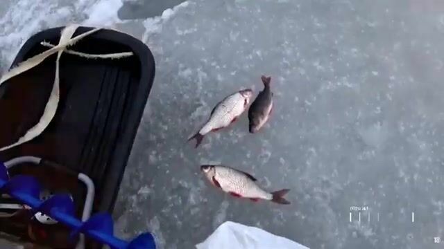 Саша показывает и выбирает приманки перед рыбалкой на судака на Горьковском море