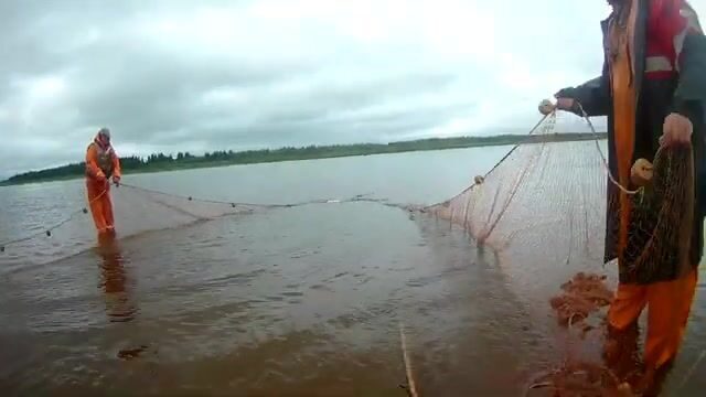 Промысловая тоня неводом на Северной Двине