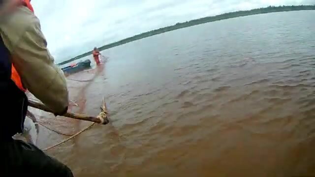 Промысловая тоня неводом на Северной Двине