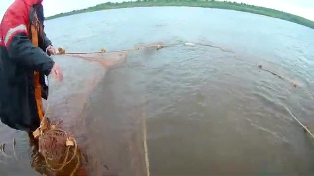 Промысловая тоня неводом на Северной Двине