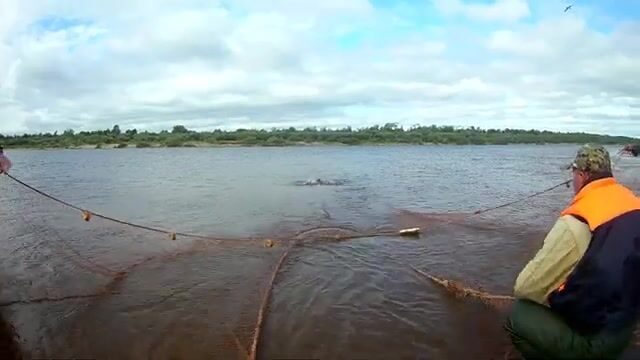 Промысловая тоня неводом на Северной Двине