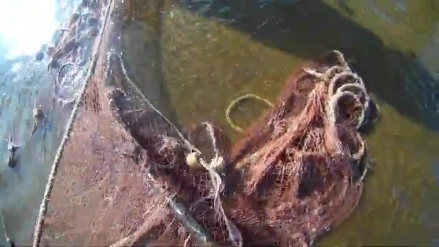 Промысловая тоня неводом на Северной Двине