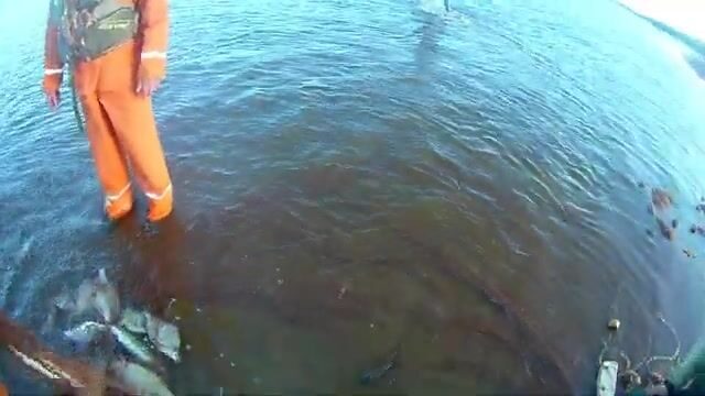 Промысловая тоня неводом на Северной Двине