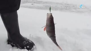 Окунь на балансиры и плотва на безмотылку на Горьковском море в Сокольском районе