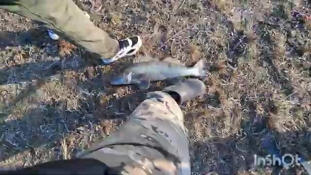 Судаки и щука на степной речке в Волгоградской области