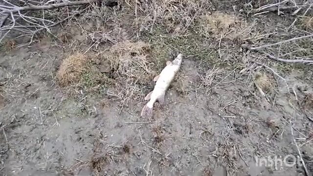 Судаки и щука на степной речке в Волгоградской области