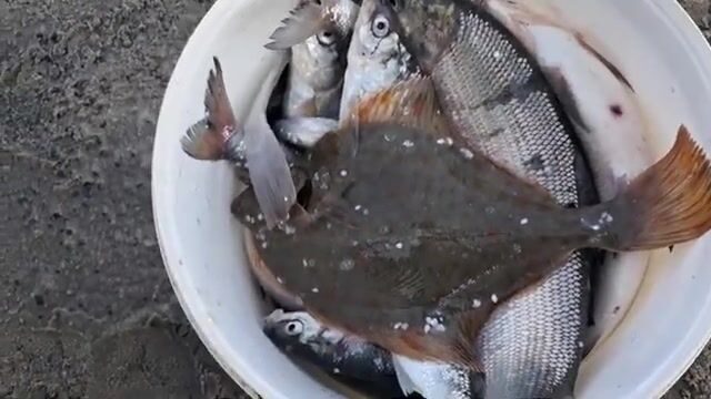 Сети на Карском море у Карских ворот