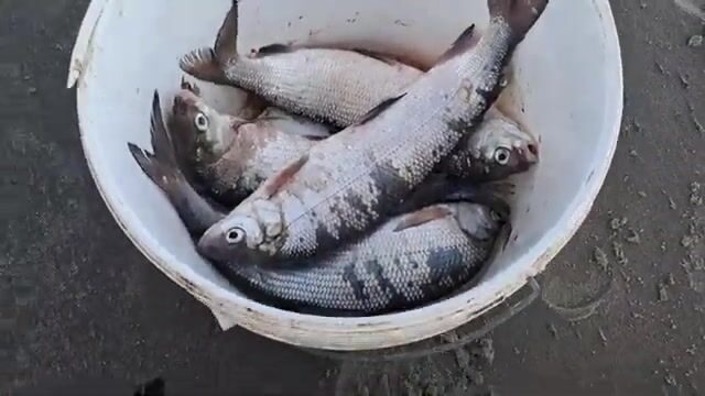 Сети на Карском море у Карских ворот