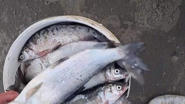Сети на Карском море у Карских ворот