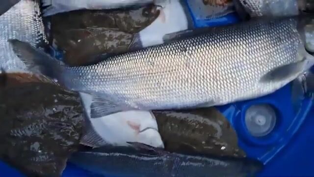Сети на Карском море у Карских ворот