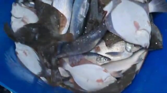 Сети на Карском море у Карских ворот