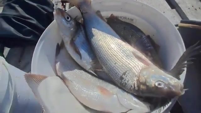 Сети на Карском море у Карских ворот