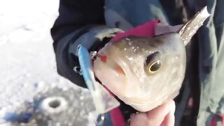 Поиск окуня на Горьковском водохранилище со сменой приманки после сходов