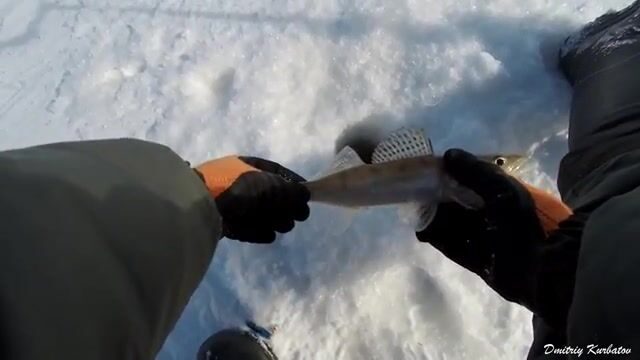 Ходовая рыбалка на Обском море у Борового с отпусканием мелких судаков