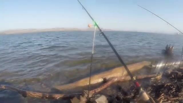Ловля подлещика и сороги на Красноярском водохранилище с Андреем