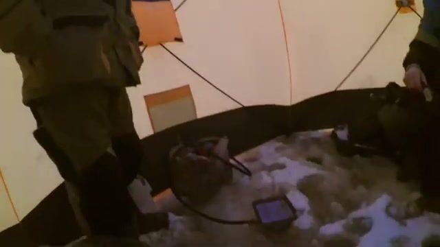 Первая зимняя навага в Унской губе
