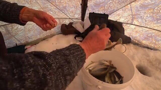 Два ведра наваги за два с половиной часа на Унской губе