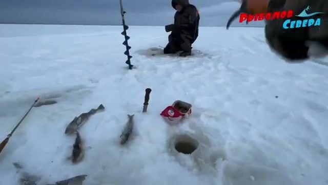 Унская губа Белого моря и традиционная навага Поморья