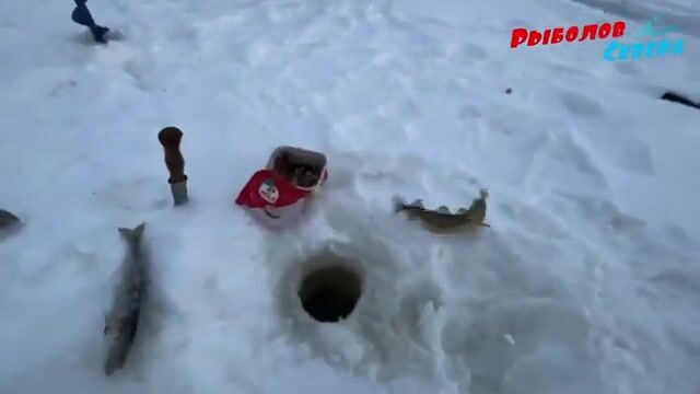 Унская губа Белого моря и традиционная навага Поморья