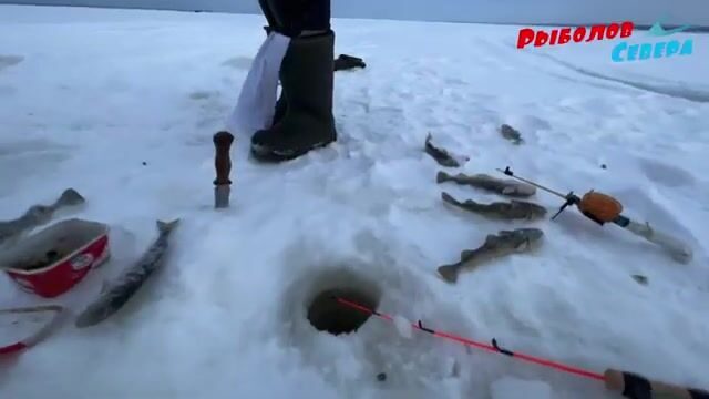 Унская губа Белого моря и традиционная навага Поморья