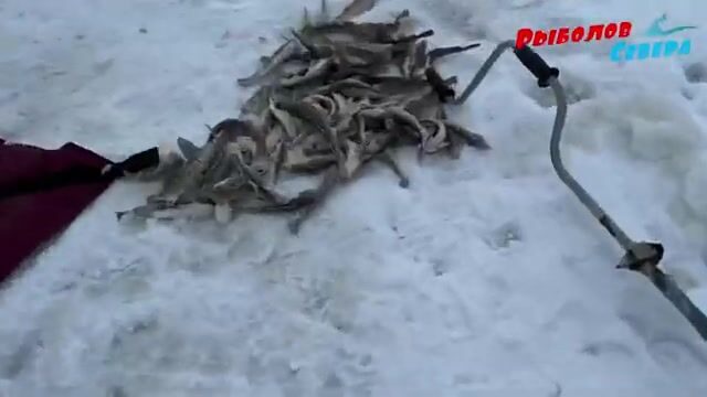 Унская губа Белого моря и традиционная навага Поморья