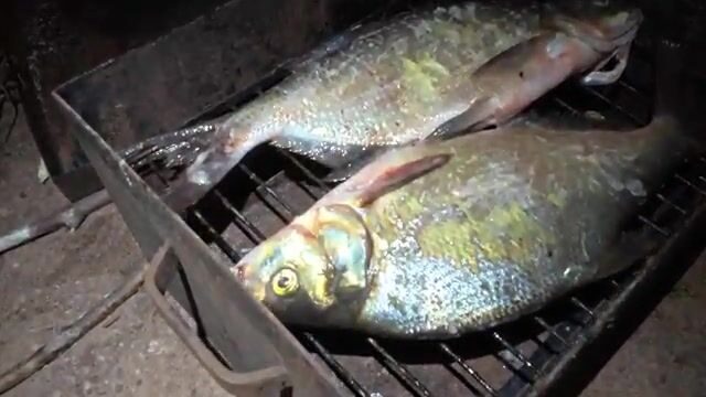 На Братском море племянники ловили лещей ночью