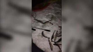 Навага на махалки в устье Унской губы