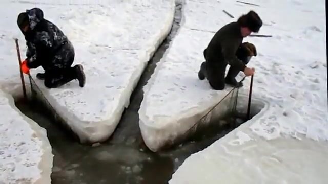 Выборка ставной рюжи и выпуск живой наваги в Унской губе Белого моря
