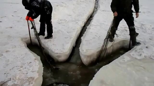 Выборка ставной рюжи и выпуск живой наваги в Унской губе Белого моря